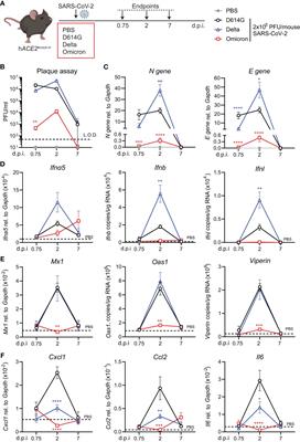 SARS-CoV-2 strains bearing Omicron BA.1 spike replicate in C57BL/6 mice